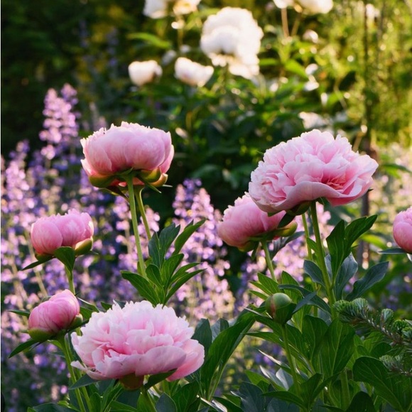 pastel_peonies
